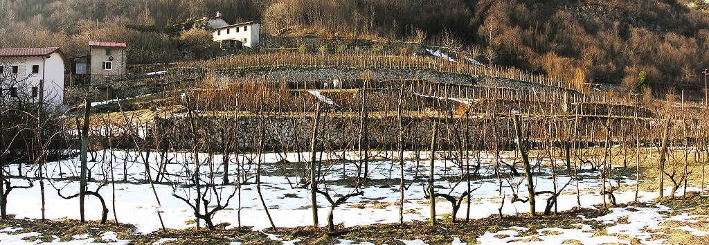Paesaggio terrazzato