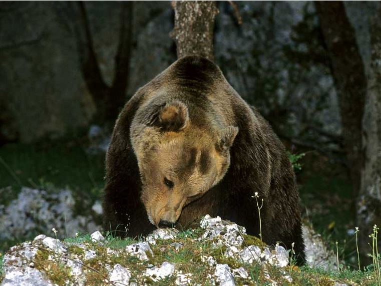 Museo dell'orso marsicano "MOM"