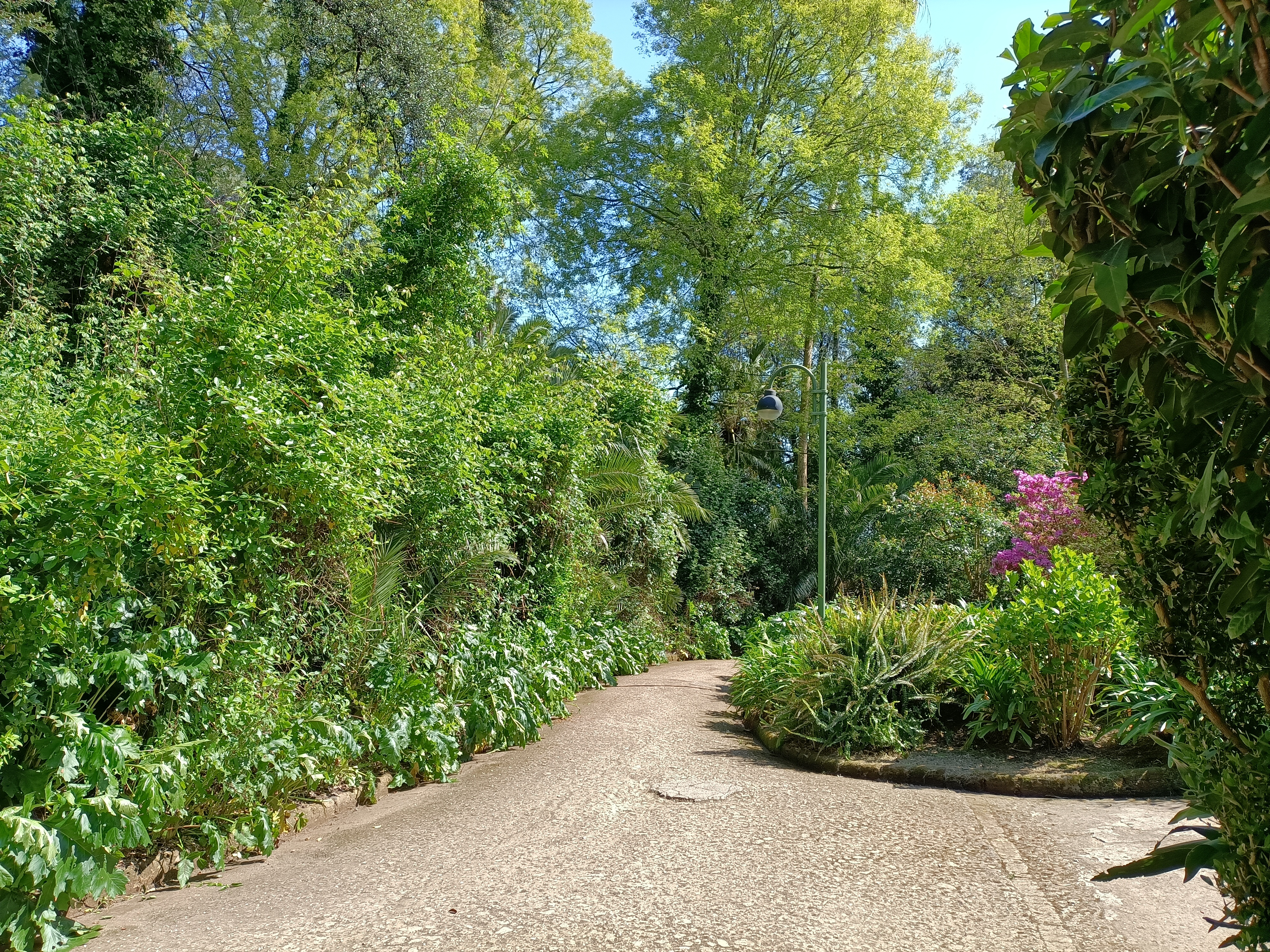 Le Piante del parco della Floridiana | Alla scoperta della ricchezza e varietà del patrimonio botanico del parco