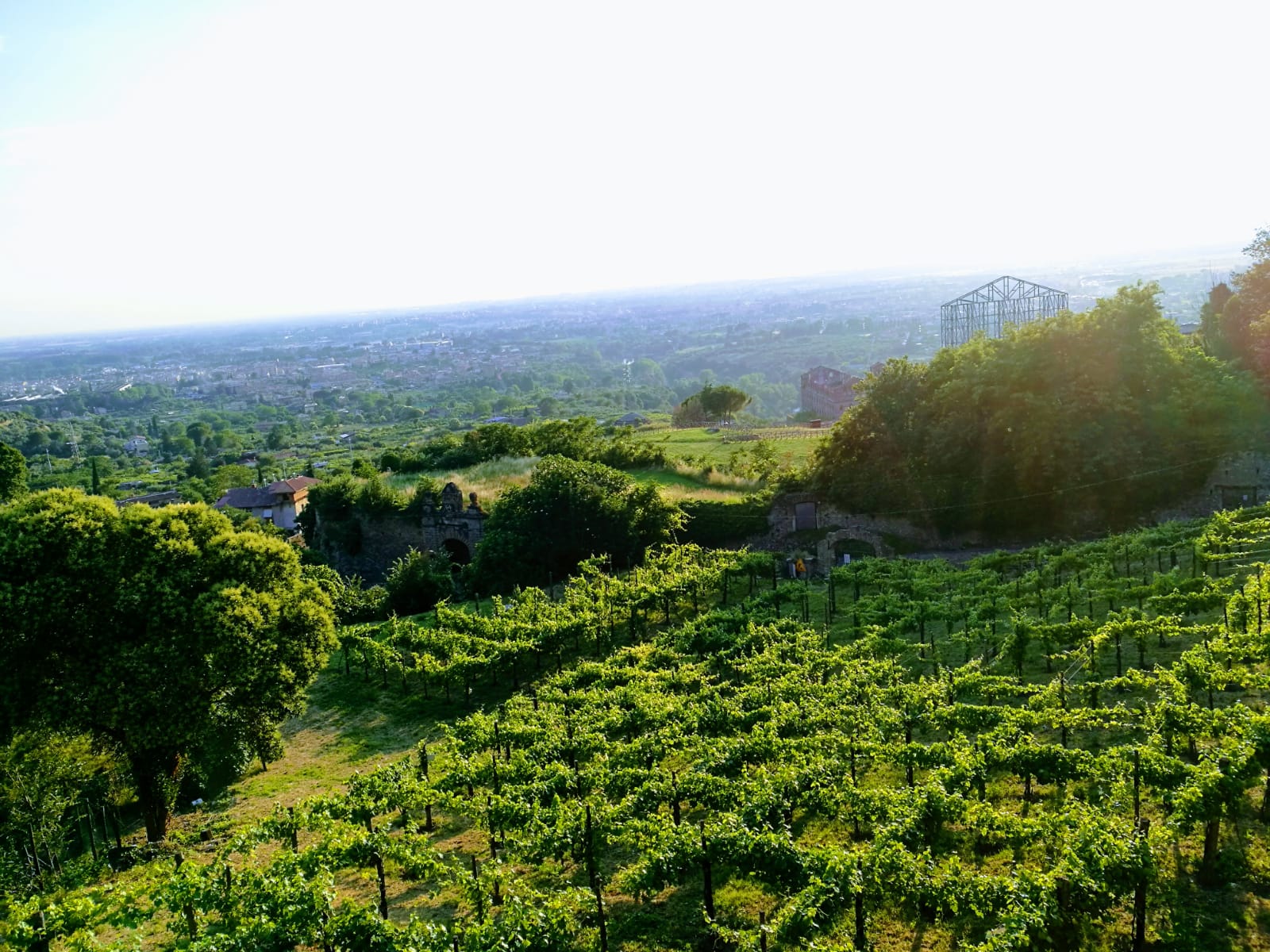 Le vigne del cardinale_Passeggiata “narrata”