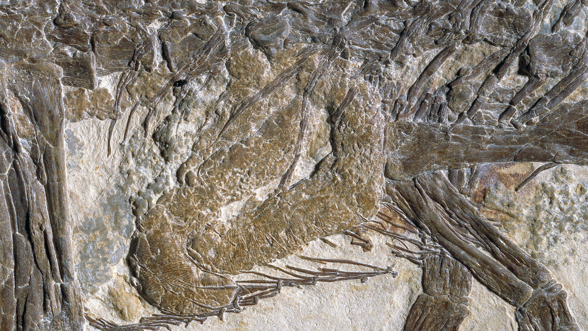 Soprintendenza Archeologia, belle arti e paesaggio per le province di Caserta e Benevento - Scipionyx samniticus