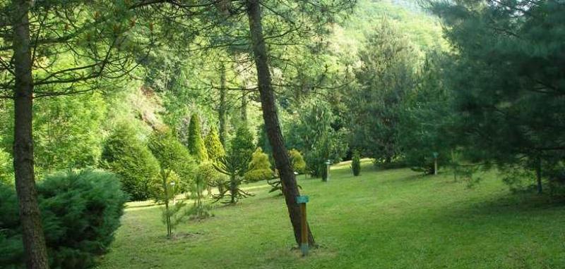 25° MUSICA E LUCE ALL'ORTO BOTANICO DELLE CONIFERE