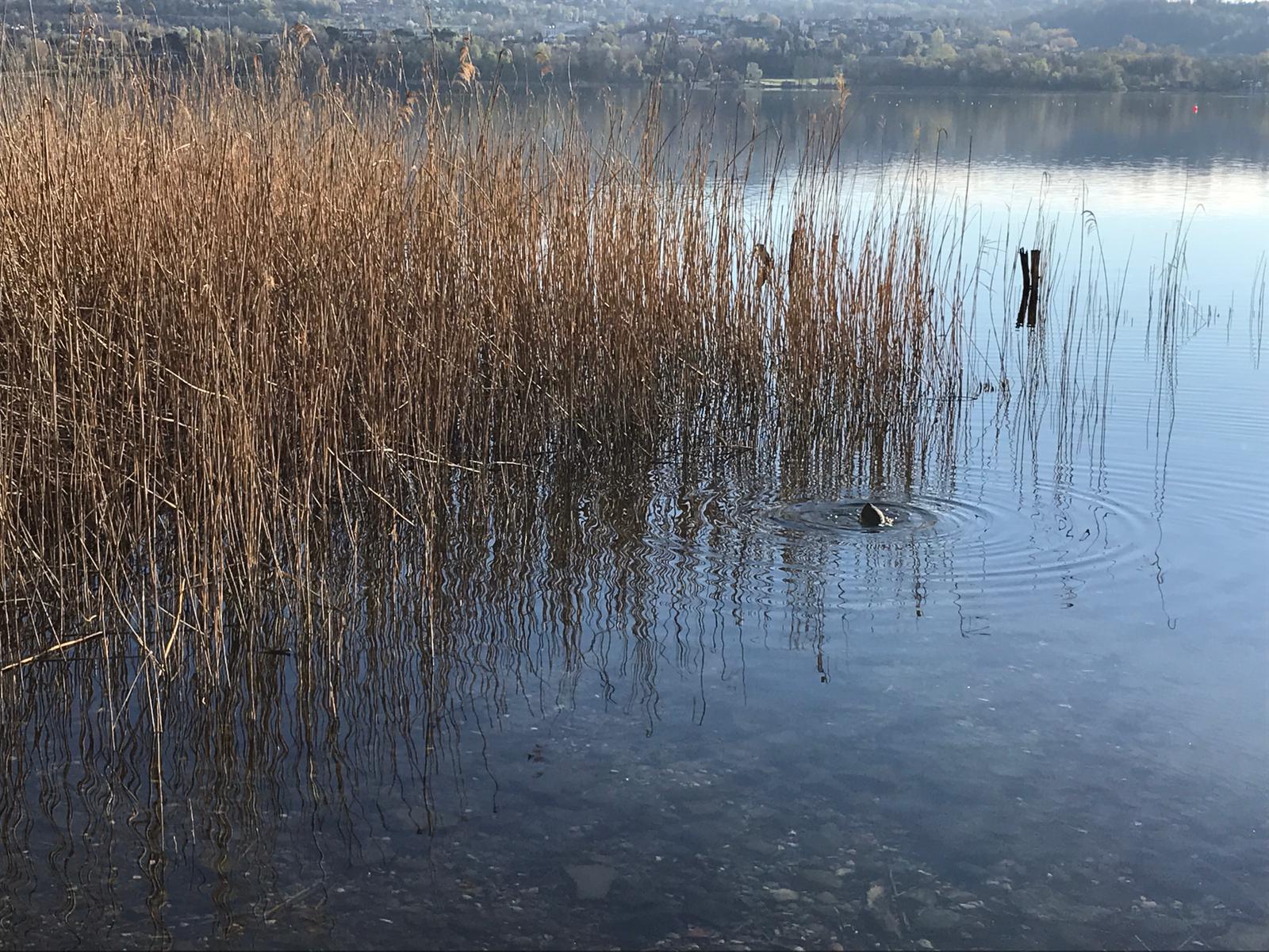 Palafitte, castagne e pescatori: il tesoro dell'Isolino