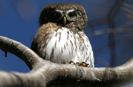 Centro visite Parco Dolomiti friulane "Avifauna del parco"