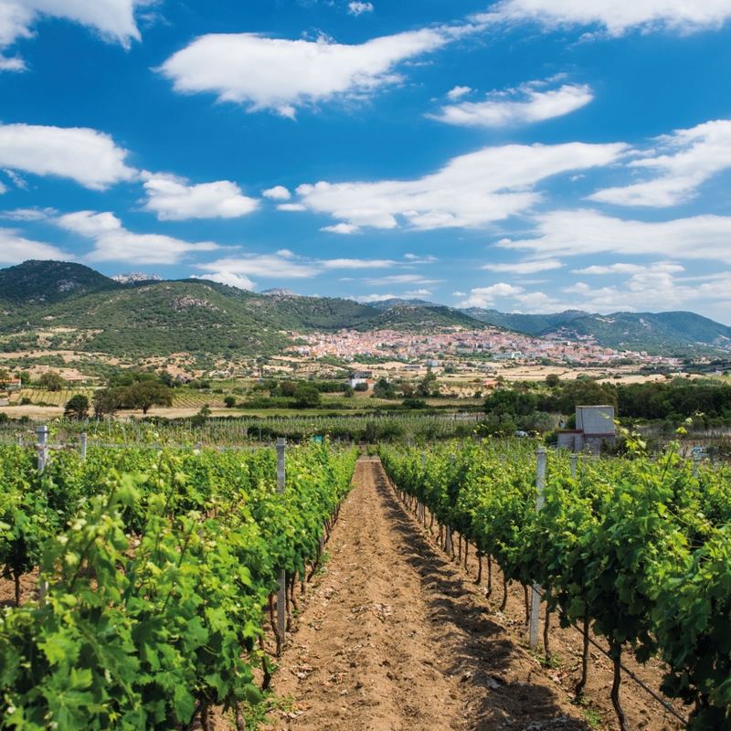 Tottu umpare: sinfonie di vino e musica