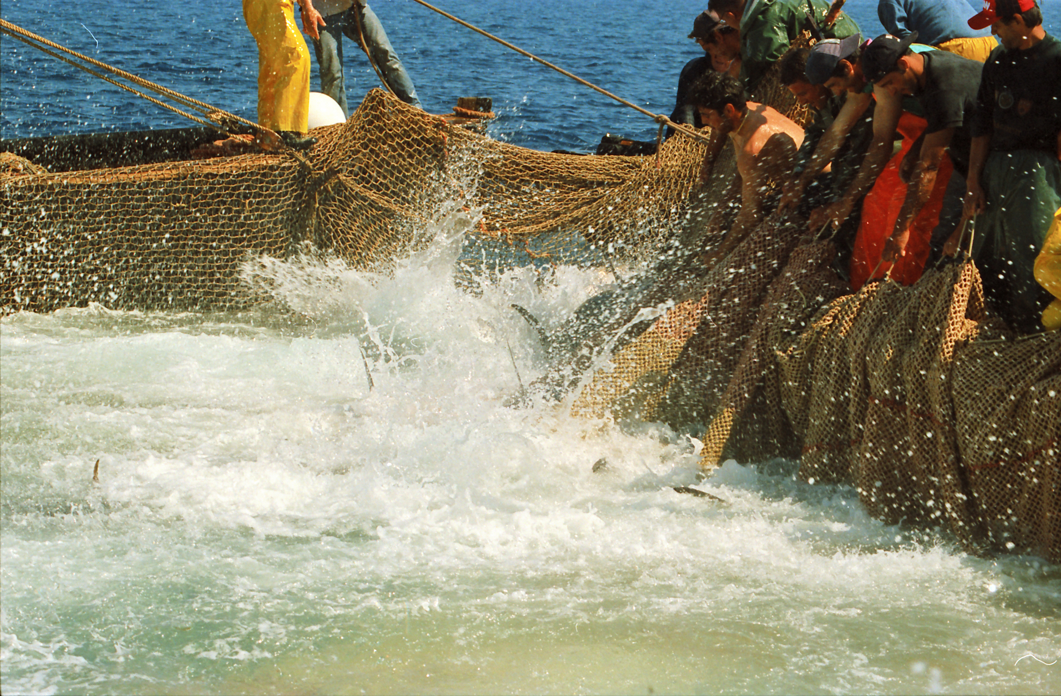 Patrimonio InVita. Sulle rotte dei tonni tra tradizione e pesca sostenibile