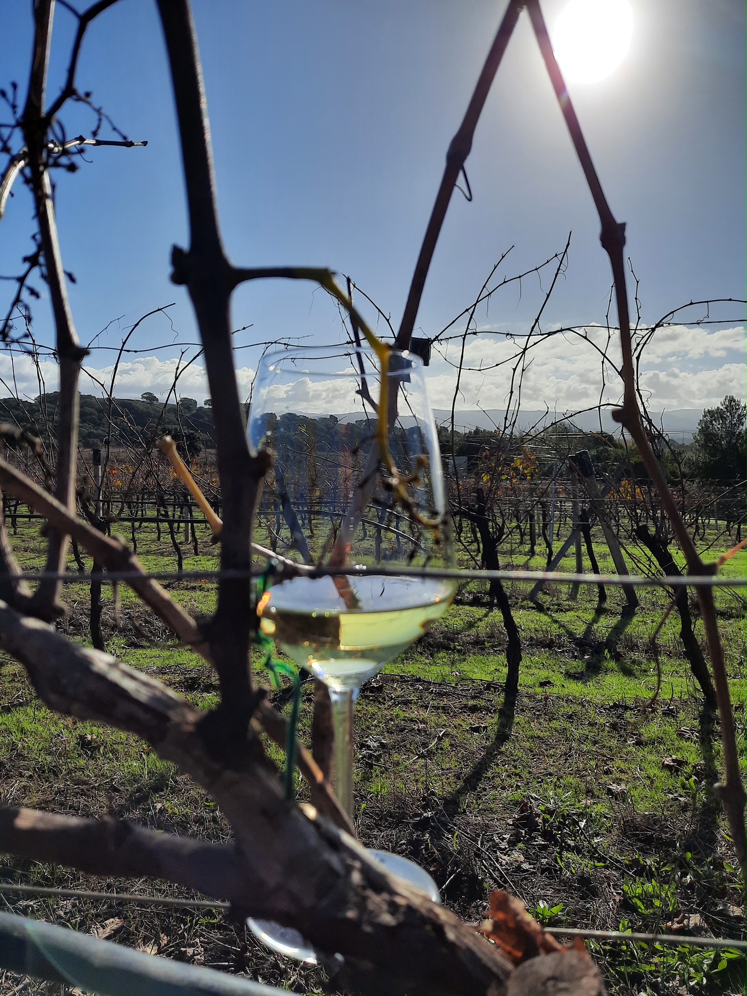 I percorsi del vino: dalla terra alla bottiglia