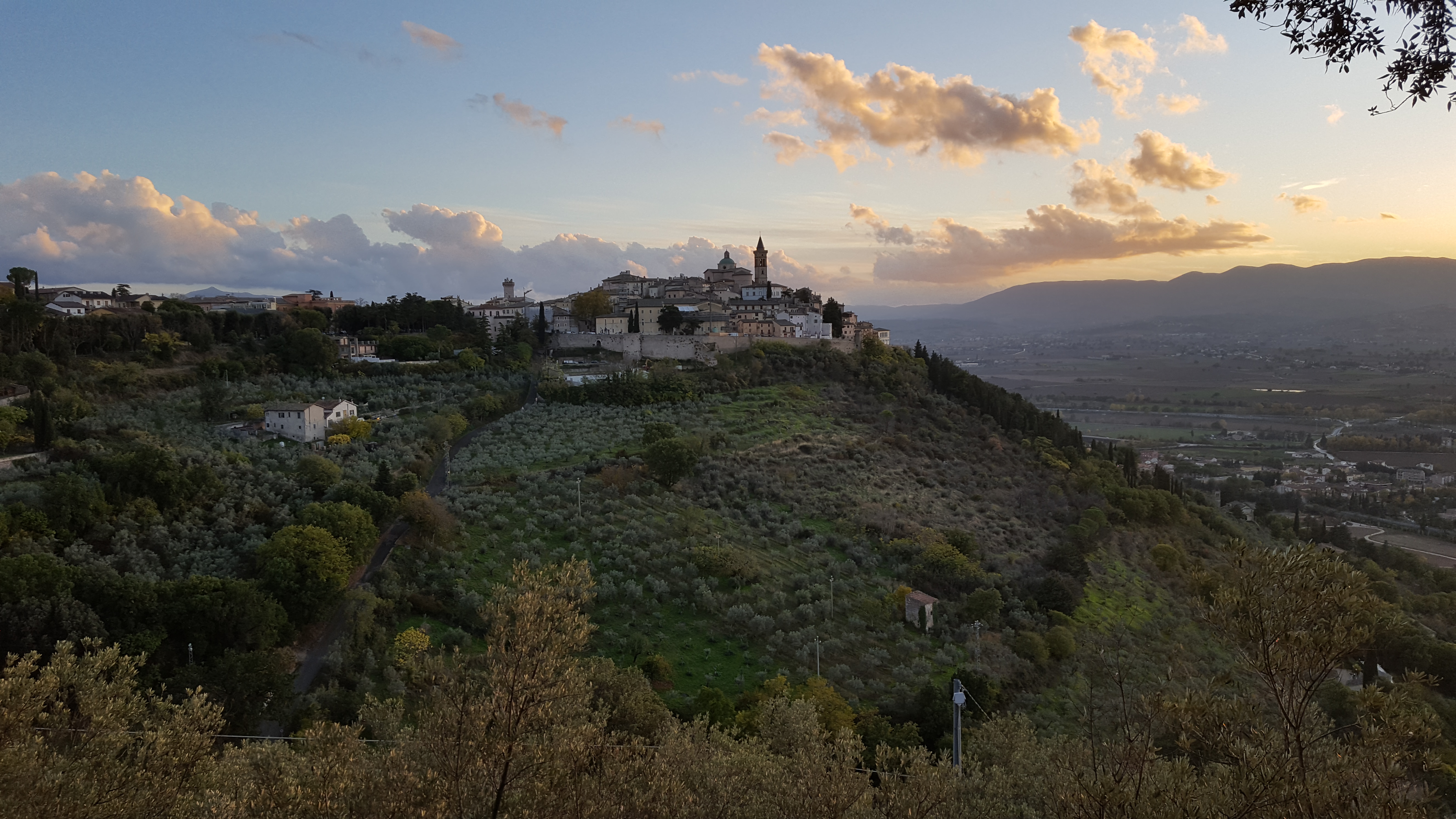 Ecosistemi secolari: l'ulivo dai "trebas" ai trevani. Sussistenza, arte e bellezze millenarie.