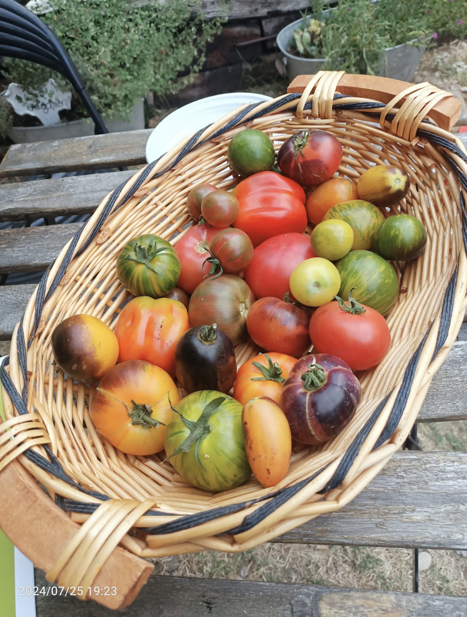 L’origine delle piante coltivate: le rotte del pomodoro.