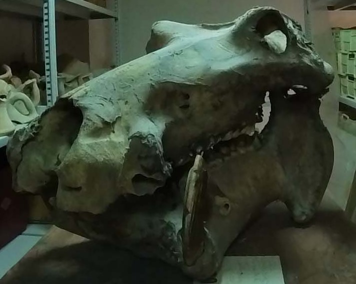 GEA 2024 - La Collezione archeologica De Leo. Dai depositi all’esposizione